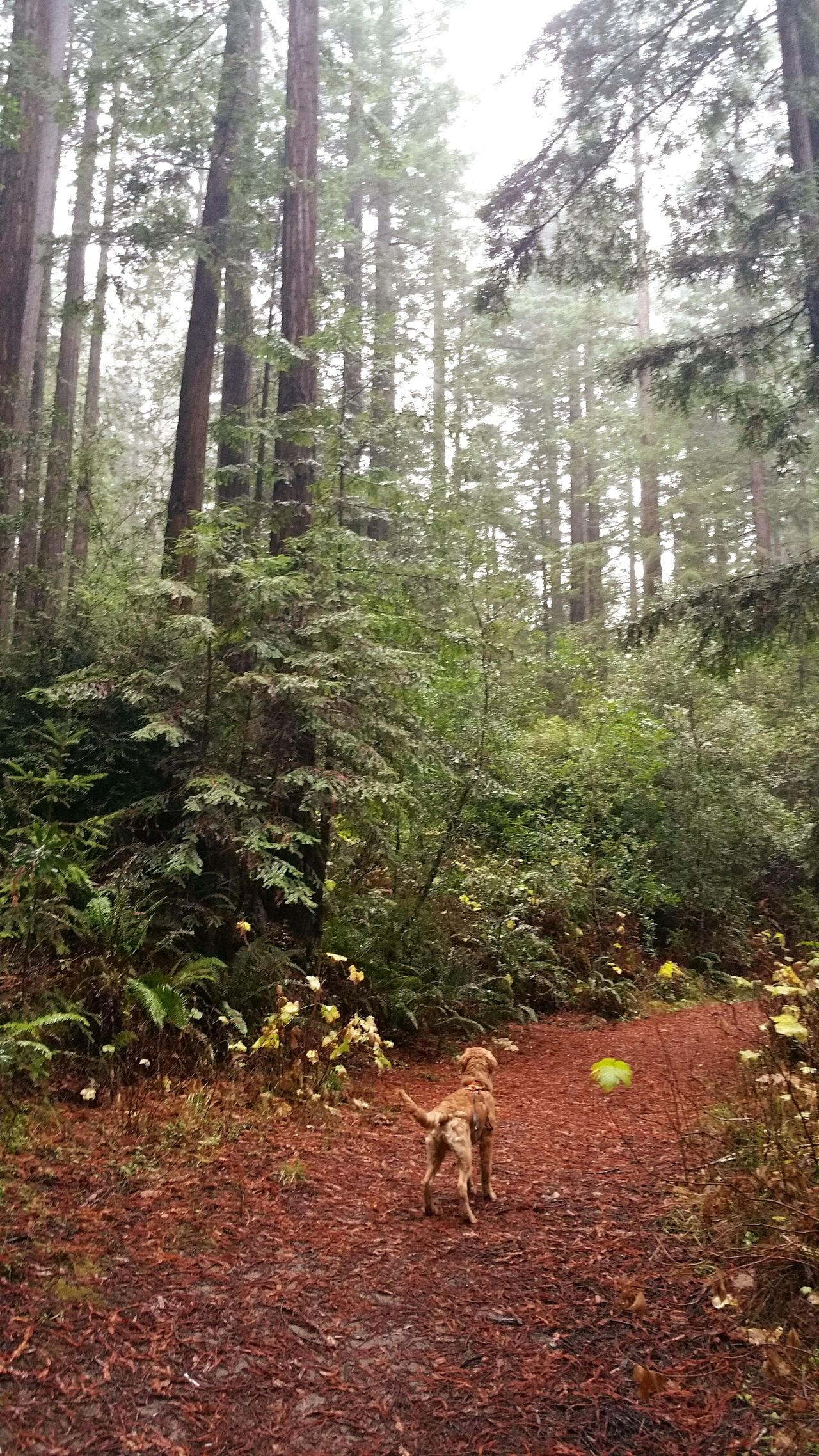 Sea ranch, california