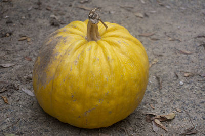 High angle view of pumpkins on land