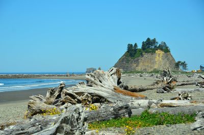 Driftwood on beach against clear blue sky