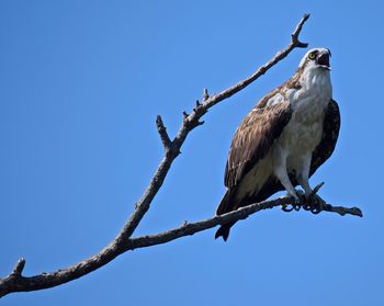 Low angle view of osprey calling while perching on branch against clear sky