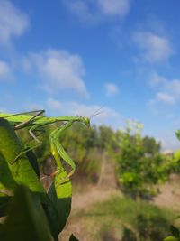 Close-up of plant on field against sky