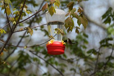 Low angle view of hummingbird hovering by bird feeder hanging from plant