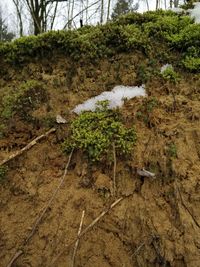 Plants growing on tree