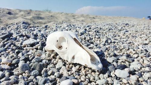 Close-up of animal skull on sand at beach