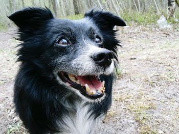 Dog standing on field