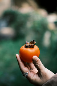Red persimmons in hand
