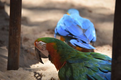 Close-up of parrot perching outdoors