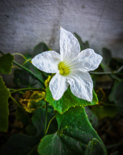 Close-up of white flowering plant