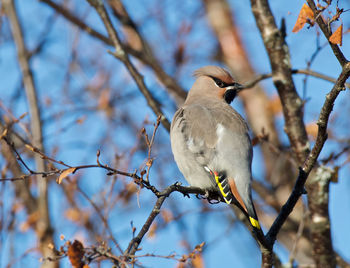 Low angle view of bird perching on tree against sky