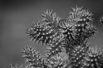 Cactus growing against sky