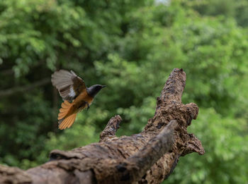 Bird flying over a tree