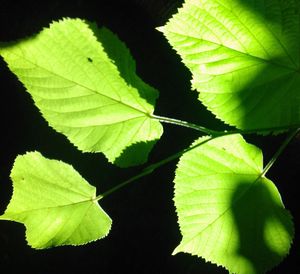 Close-up of fresh green leaf against black background