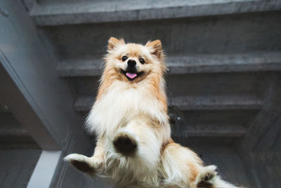 Low angle view portrait of dog against ceiling