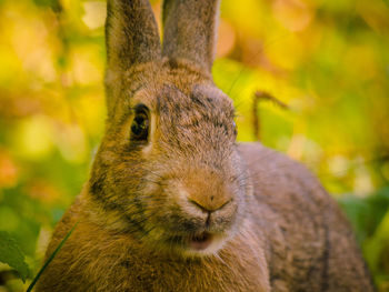 Close-up portrait of rabbit