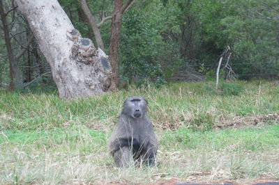 Monkey sitting on field in forest