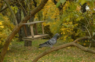 Bird perching on tree in forest