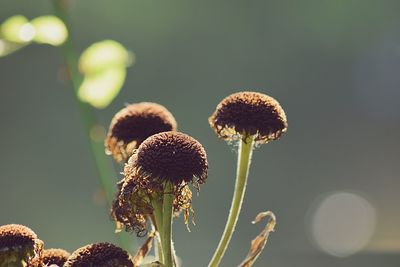 Close-up of flower against blurred background