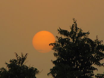 Low angle view of trees against sky at sunset