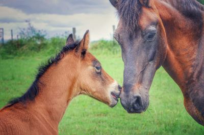 Close-up of horse in field