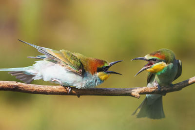 Close-up of bird perching on branch