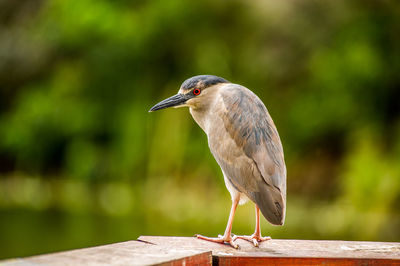 Close-up of bird perching on railing