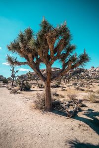 Trees on desert against clear blue sky