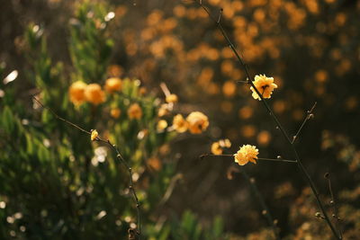 nature