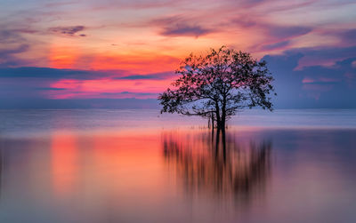 Tree against sky during sunset