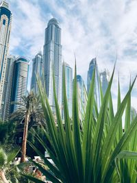 Low angle view of palm trees against building 