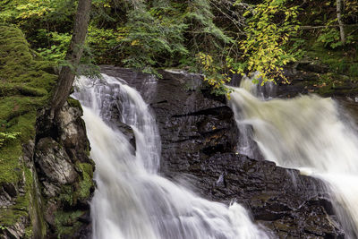 Scenic view of waterfall in forest