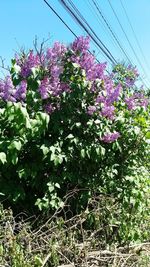 Low angle view of pink flowering plants against sky