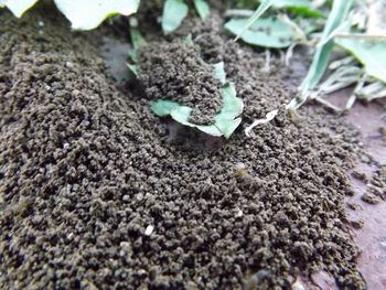 Close-up of plant growing on tree trunk