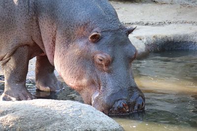 Close-up of elephant drinking water