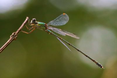 Close-up of dragonfly on plant