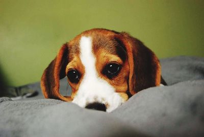 Close-up portrait of dog on bed