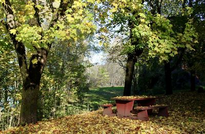 Trees and plants on field in forest