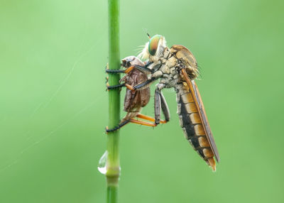 Close-up of insect on leaf