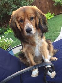 Close-up portrait of dog