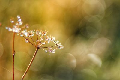 Close-up of wet plant