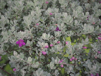 Full frame shot of colorful flowers blooming outdoors