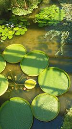 Lotus leaves floating on water