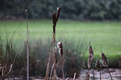 Close-up of plant on field