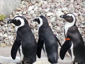 High angle view of penguins on rock