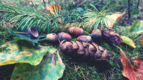 Close-up of fruits growing on field