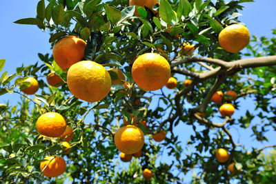 Low angle view of orange fruits hanging on tree