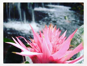 Close-up of pink flower