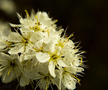 Close-up of white flower