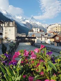 View of flowering plants by buildings in city against sky