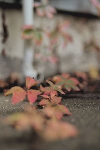 Close-up of autumn leaves on footpath