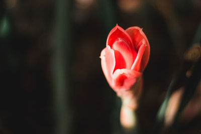 Close-up of red rose